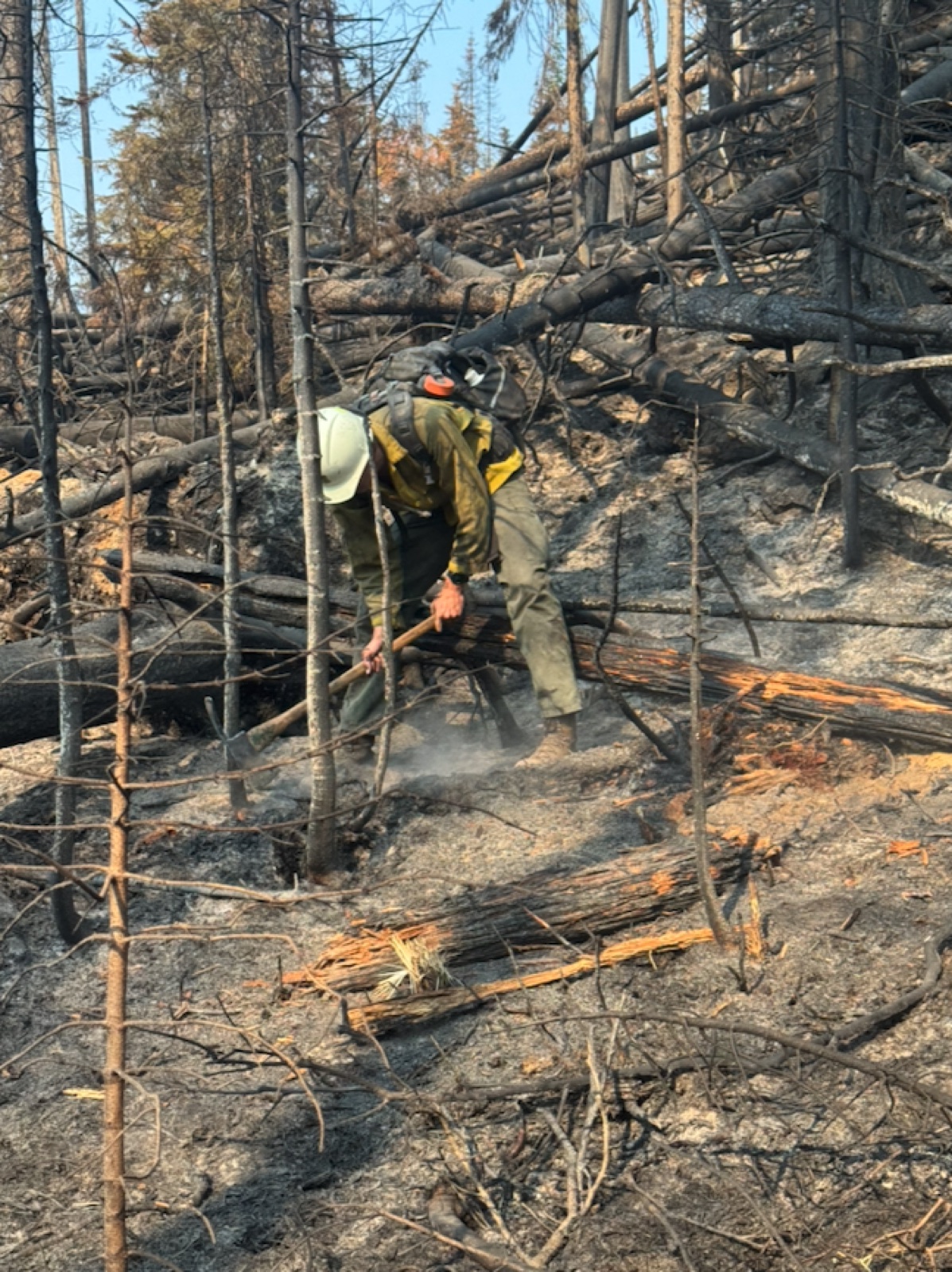 A wildland firefighter bends over a hand tool in a burned forest of blackened trees